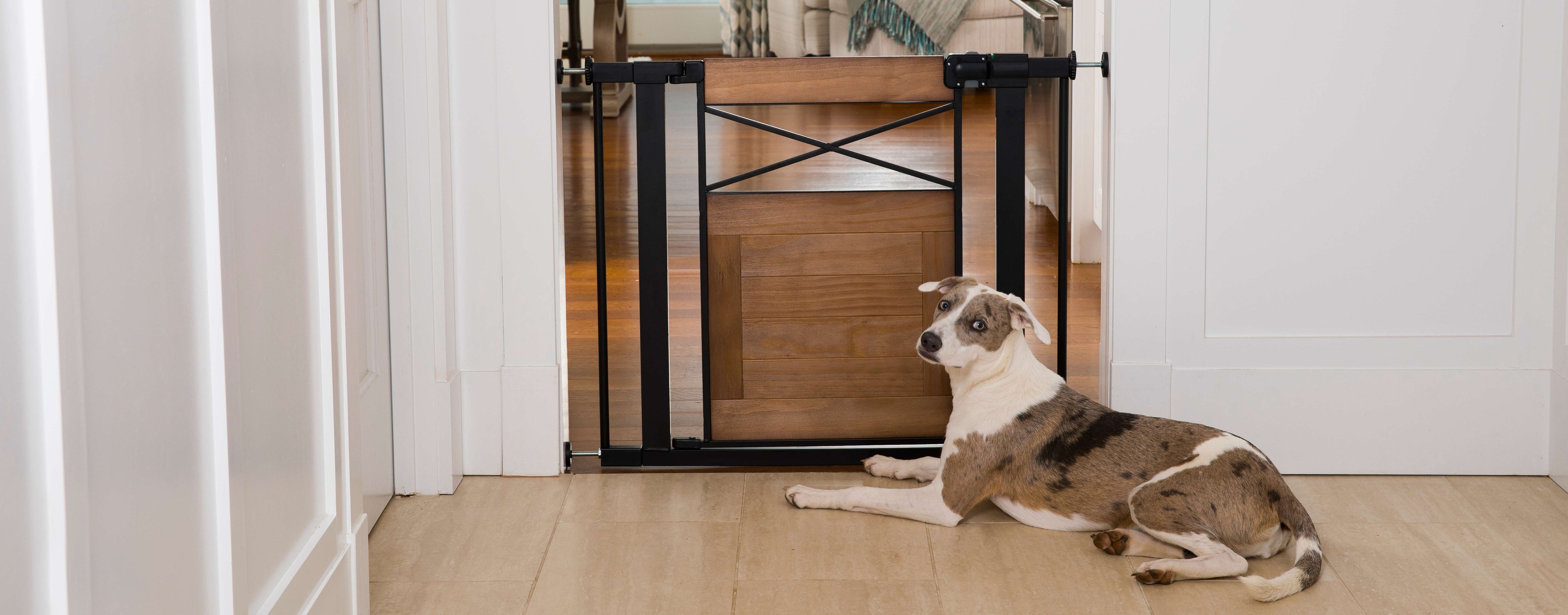 dog lying next to baby gate