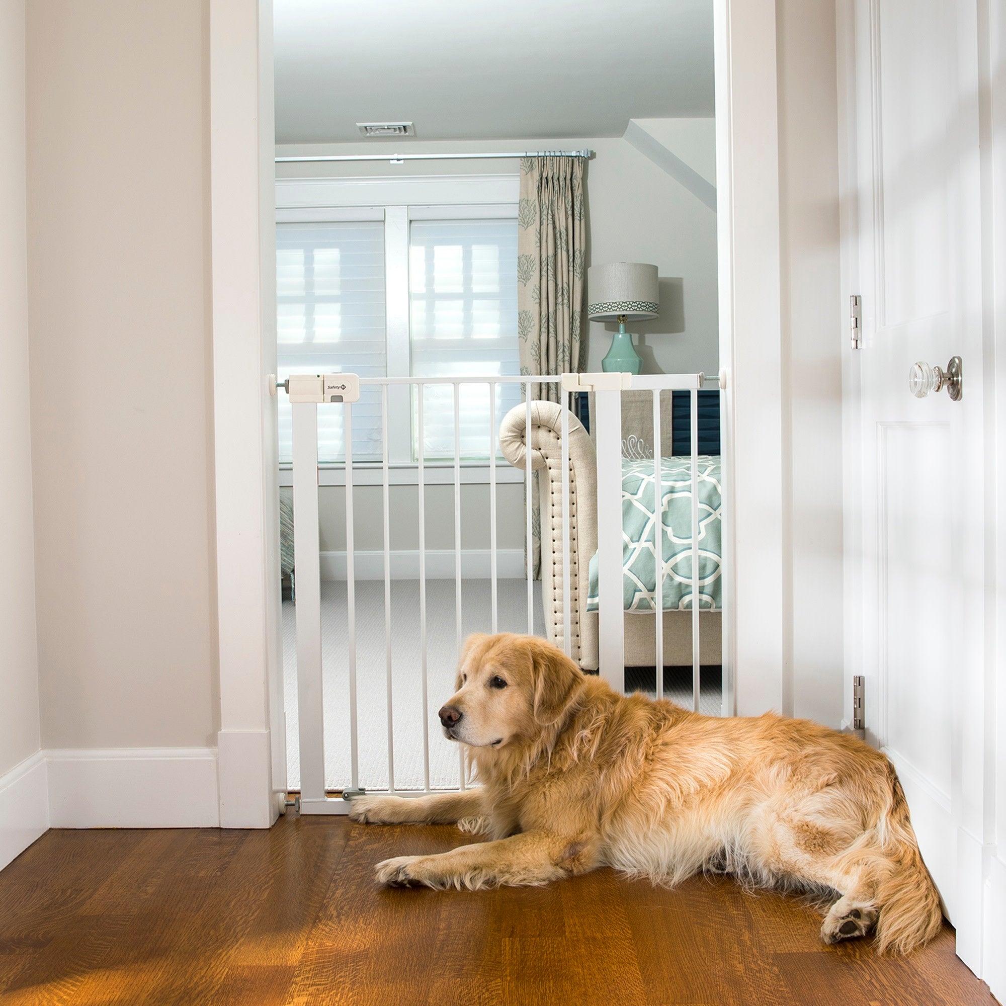 golden retriever dog laying inside next to baby gate